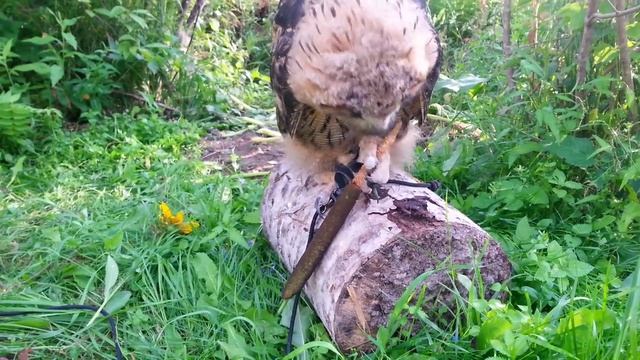 Мелкий лохматый филиненок Ёлка играет с рогозом