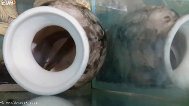 Amazing idea, как сделать Нерестовик. Fish spawning aquarium, Desove de los peces de acuario, смотреть онлайн