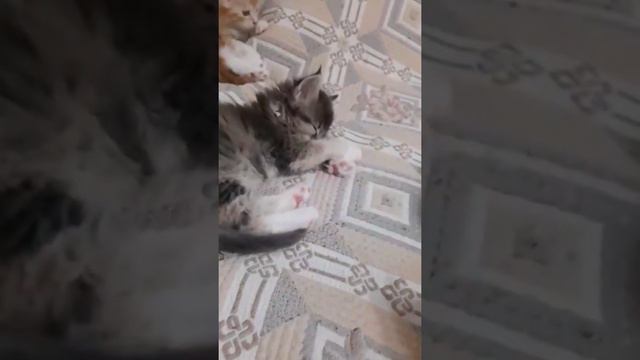 Смешные котята Мейн - Кун. смотреть онлайн