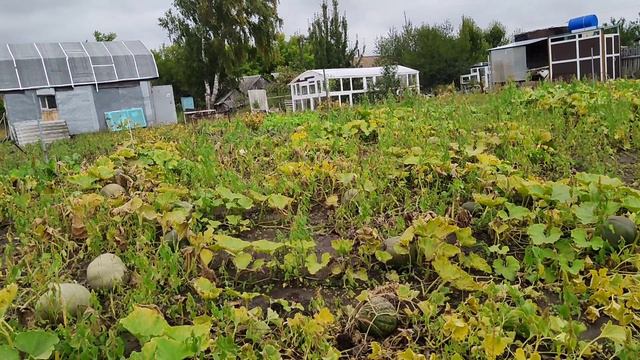 Деревенские зарисовки🥰🍉 смотреть онлайн