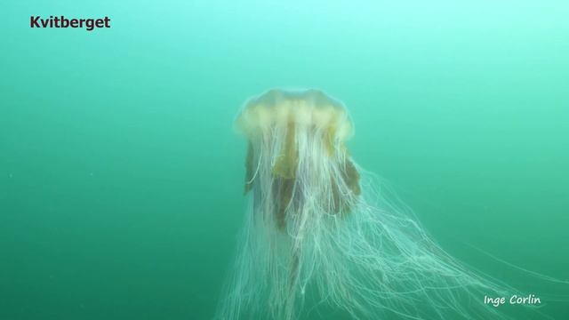 Saltstraumen - A World of Life and Colours under Water смотреть онлайн