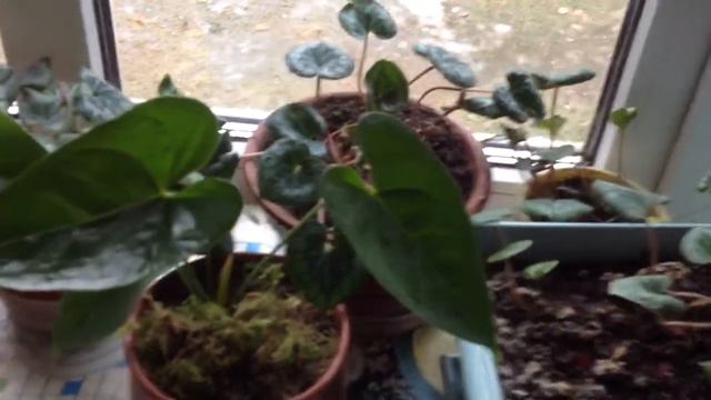 На улице лед/ Рыбацкие дела/ Цикламены и др./ Сойка прилетела на рябину смотреть онлайн