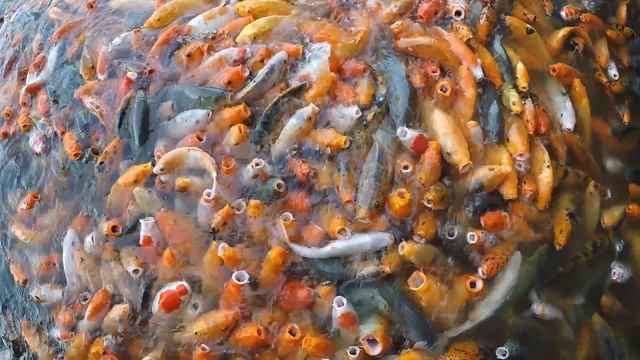 Thousands Of Koi Fish Fighting For Food - China