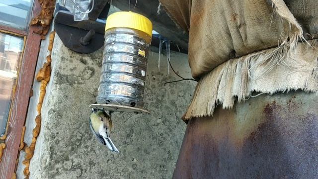 Антиворобьиная кормушка (для синичек). смотреть онлайн