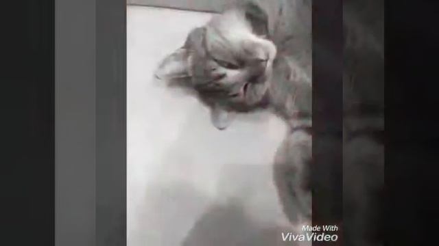Как будят кота😹😹😹 смотреть онлайн
