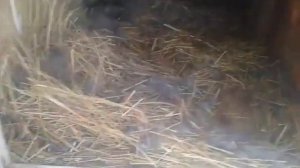 Как и сколько нужно проверять гнездо у крольчихи?