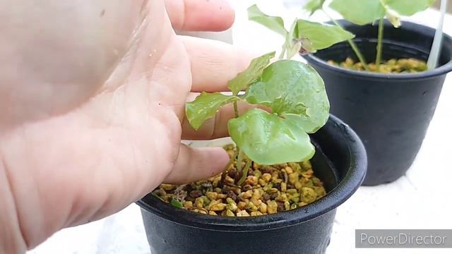 Cypripedium debile. コアツモリソウ смотреть онлайн