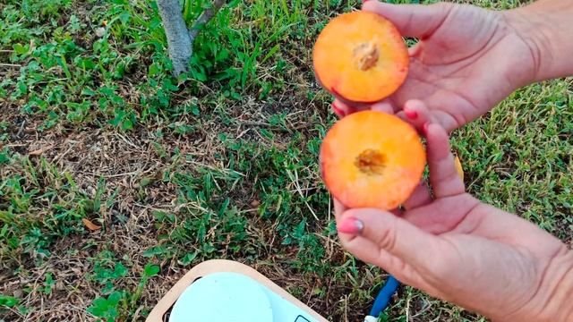 29.07.2021 г. Персик "Спринг Голд" (Spring Gold) смотреть онлайн