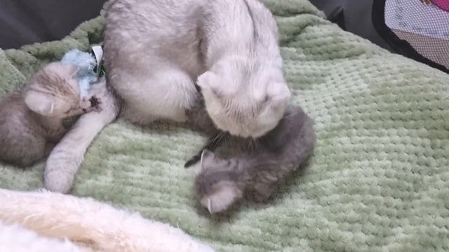 1 месяц после рождения котят / Мама кошка продолжает кормить котят молоком смотреть онлайн
