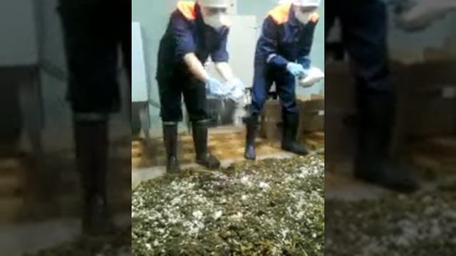 Подготовка мицелия и субстрата к набивке в блоки (делаем смесь) смотреть онлайн