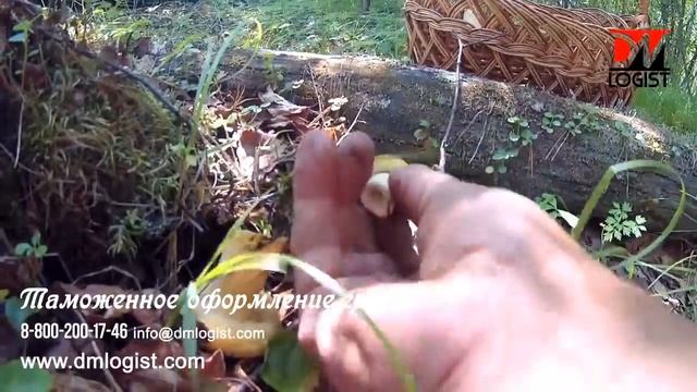 Таможенное оформление грибов смотреть онлайн