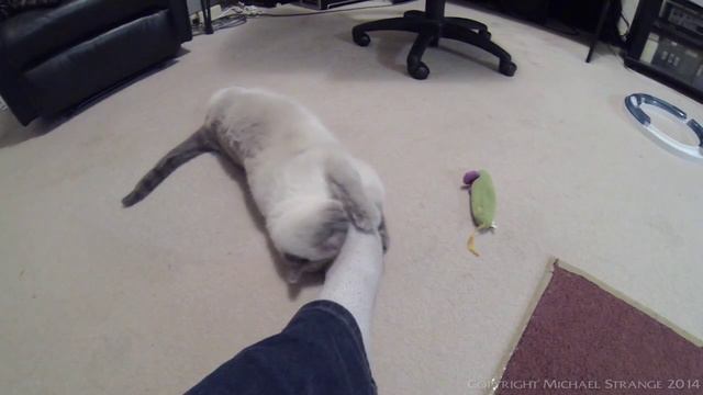 Ragdoll Cat Playing With My Foot - PoathTV Funny Cat Video - PoathCats смотреть онлайн