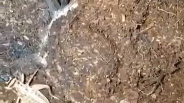 Вот это маскировка! ОГРОМНЫЙ ПАУК ловит обед смотреть онлайн