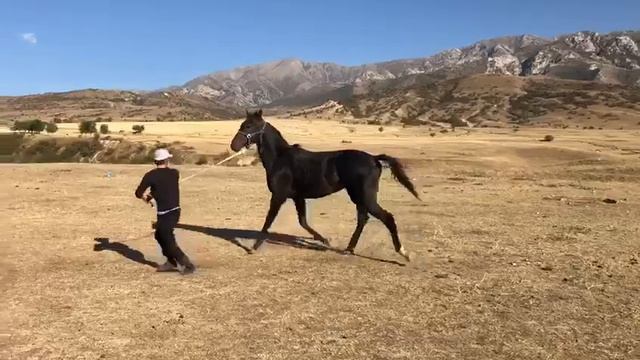 Конь по кличке Такраф - чистокровная английская порода