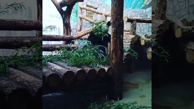 Панда, московский зоопарк🐘🐼 смотреть онлайн