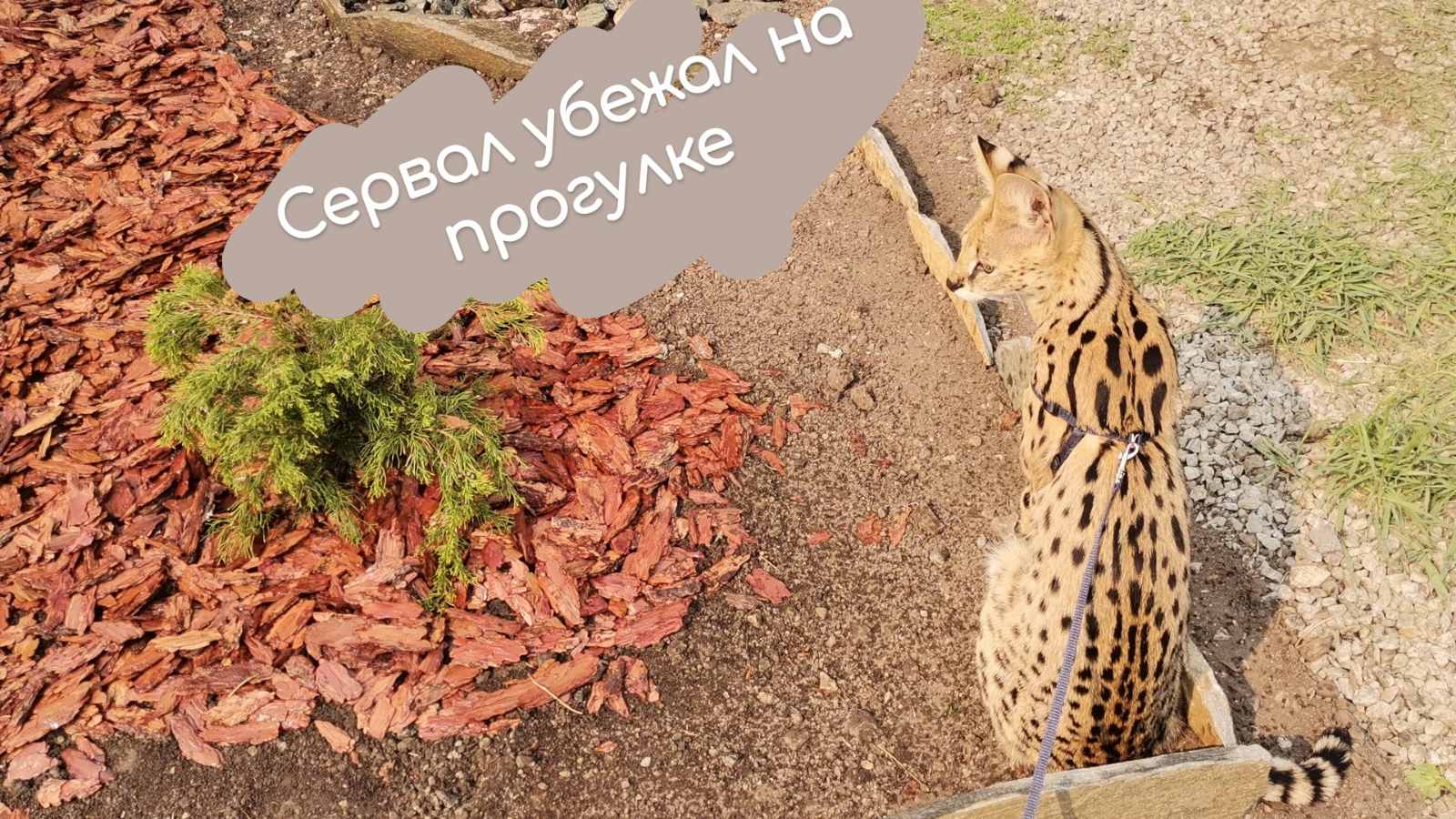 Прогулка.mp4