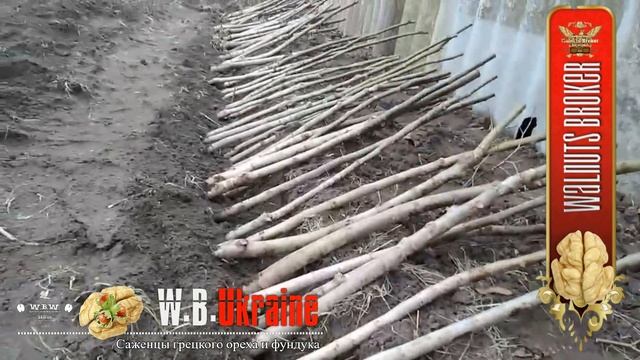 Как прикопать саженцы грецкого ореха Кочерженко для хранения #СкороплодныйГрецкийОрех смотреть онлайн