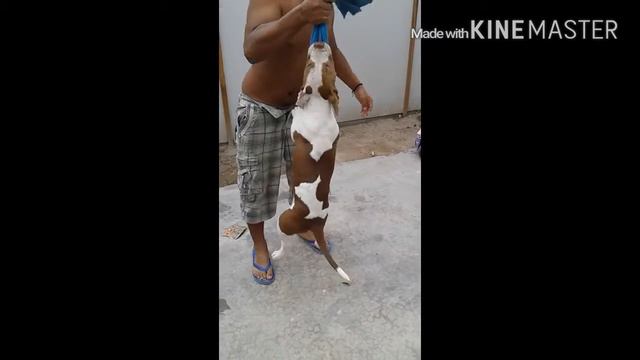 PITBULL DIESEL ILO - PERU смотреть онлайн