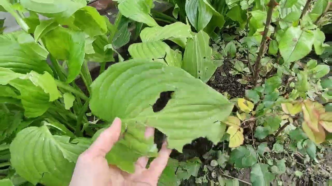 Крупный град обрушился на Ставрополье. Что удалось спасти? Плачу и навожу порядок. смотреть онлайн