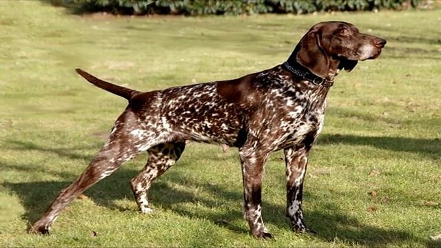 Курцхаар описание породы собаки! смотреть онлайн