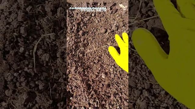 Сеем ГОРОХ правильно смотреть онлайн