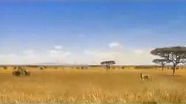 ZOOM смотреть онлайн
