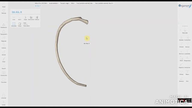 Грудная клетка . Грудина. Ребра. смотреть онлайн