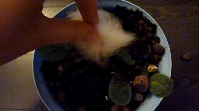 Хомяк в фиалках смотреть онлайн