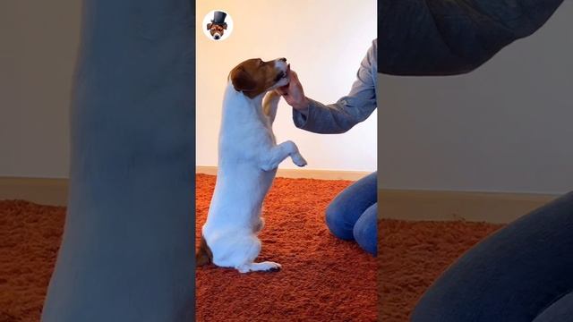 Как научить команде зайка?