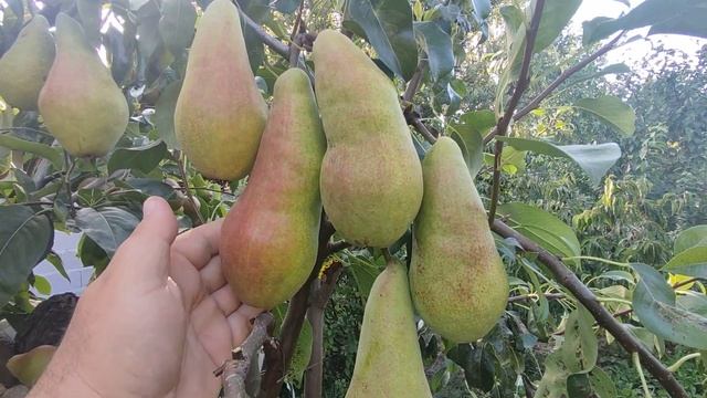 New!!! Груша осіння сорт Вересневе Дево. Чудовий український сорт. Рекомендую смотреть онлайн