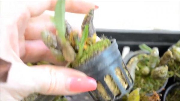 Dendrobium bellatulum