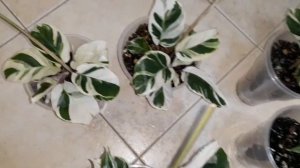 Калатея Вайт фьюжн/Голландия/результат адаптации за 4 месяца ?