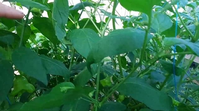 Острый перец! Колокольчик и другие!! смотреть онлайн