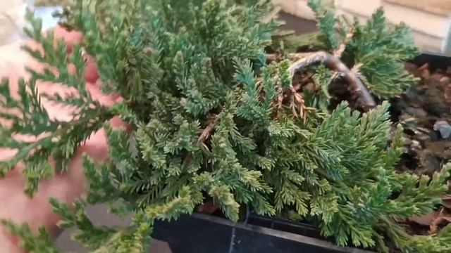 Новинки в сад.Формировка кроны с детства.Кустовые и штамбовые формы. смотреть онлайн