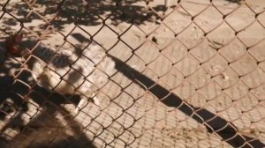 Чем кормим цыплят от 2 до 4 месяцев. Мой опыт и мои ошибки