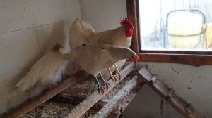 Как избавиться от расклёва у кур.