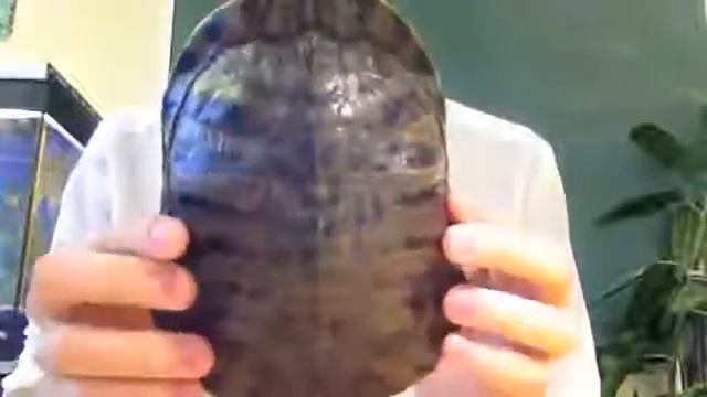 Красноухая черепаха - пациент смотреть онлайн