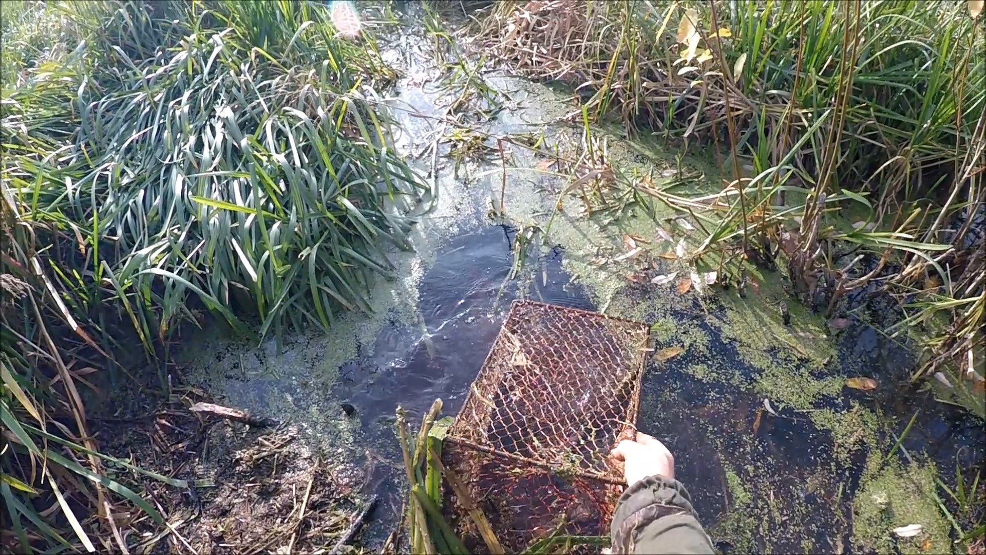 Охота на ондатру. Пора менять места постановок (Будни охотника и рыбака) смотреть онлайн