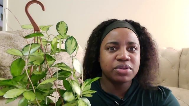 Hoya Australis 'Lisa' || 31 Days Of Hoya