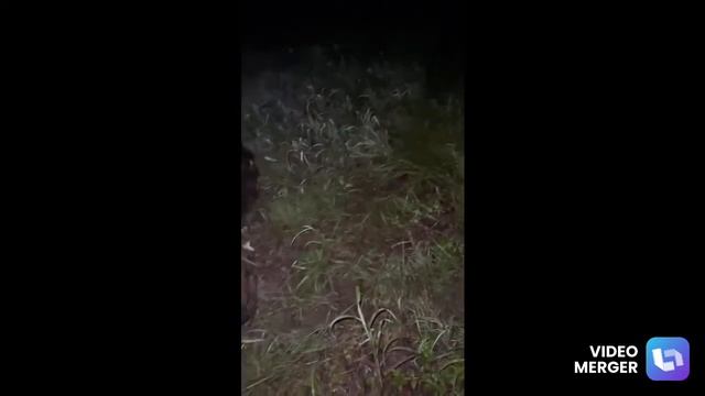2021 Honda TRX 420 Late Night Riding смотреть онлайн