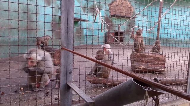 ТАЙГАН 2020,Семейство обезьян,13 октября,КРЫМ смотреть онлайн