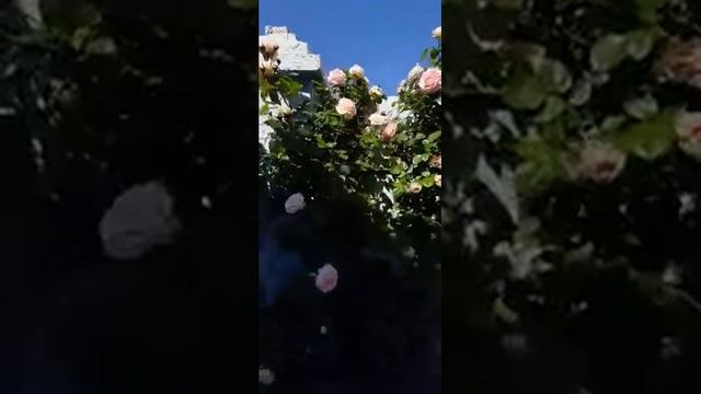 Плетистая роза Cesar ( Цезарь) в моём саду. смотреть онлайн