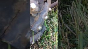 Резина на мотоблок своими руками