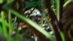 Криптокорина. Содержание и виды.