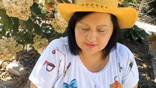 Как будут зимовать черенки гортензии. смотреть онлайн