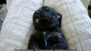 Как определить щенка немецкой овчарки от дворняги