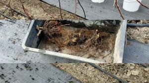 Малина Маравила. Размножение весной.