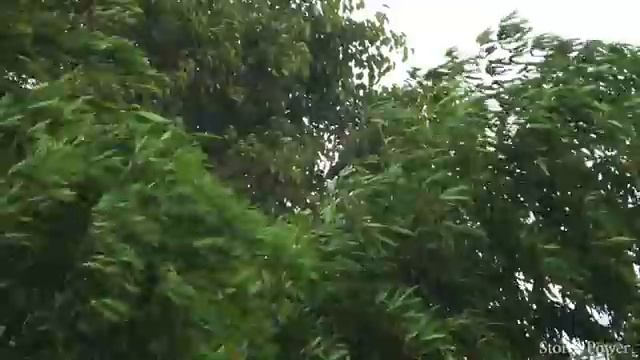 ⚡ 수면을 위한 천둥번개 - 폭우, 강풍, 심한 천둥번개로 인해 99%가 즉시 잠에 빠집니다.