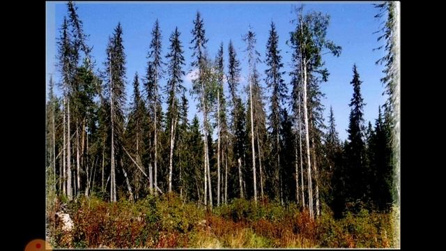 ТАЕЖНЫЙ РАССКАЗ. СЛУЧАЙ В ТАЙГЕ. смотреть онлайн