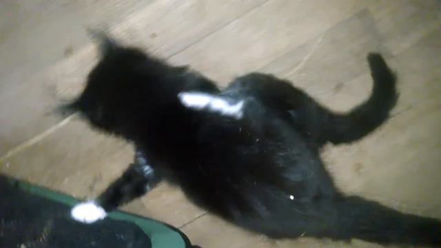 Котята. Бои без правил. Kitten Maine Coon. Fights without rules. смотреть онлайн